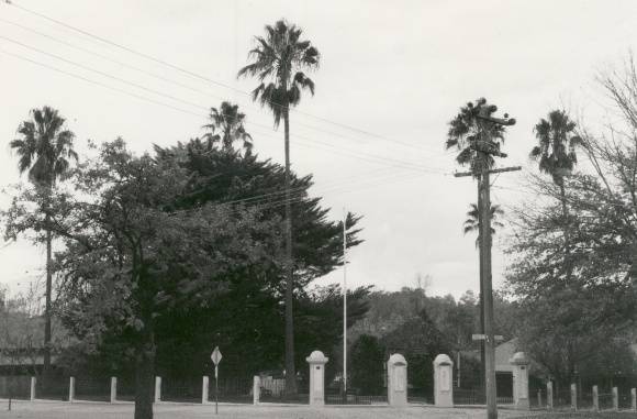 T11252 Washingtonia robusta 