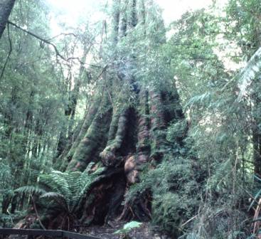 T11057 Eucalyptus obliqua x E. regnans