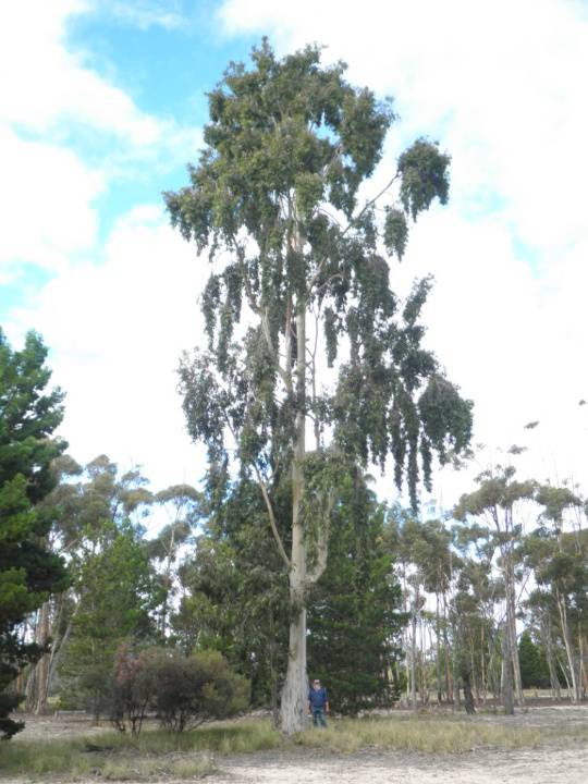 T11541 Corymbia maculata
