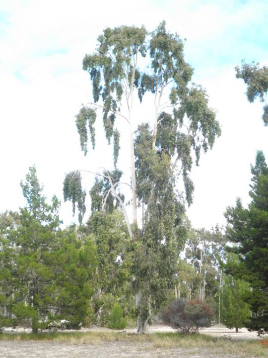 T11541 Corymbia maculata
