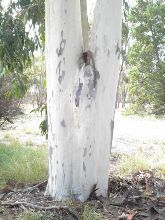 T11541 Corymbia maculata