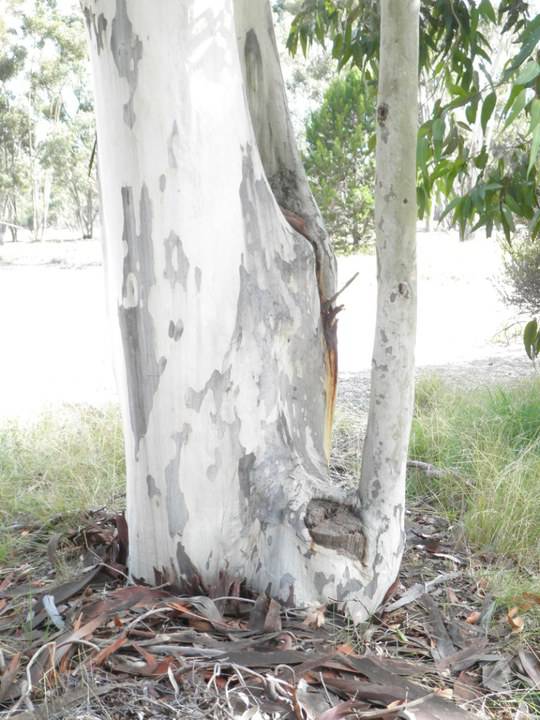 T11541 Corymbia maculata