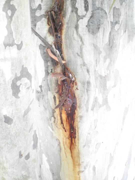 T11541 Corymbia maculata