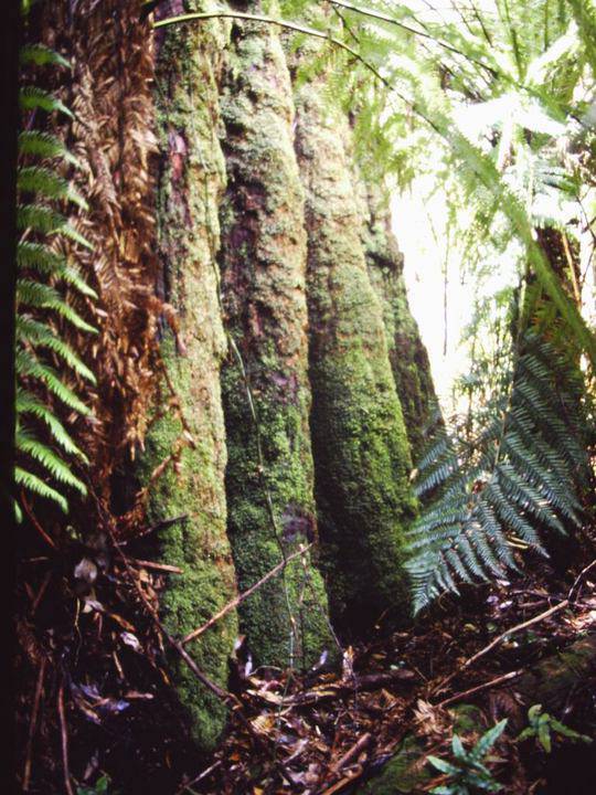 T11019 Eucalyptus obliqua