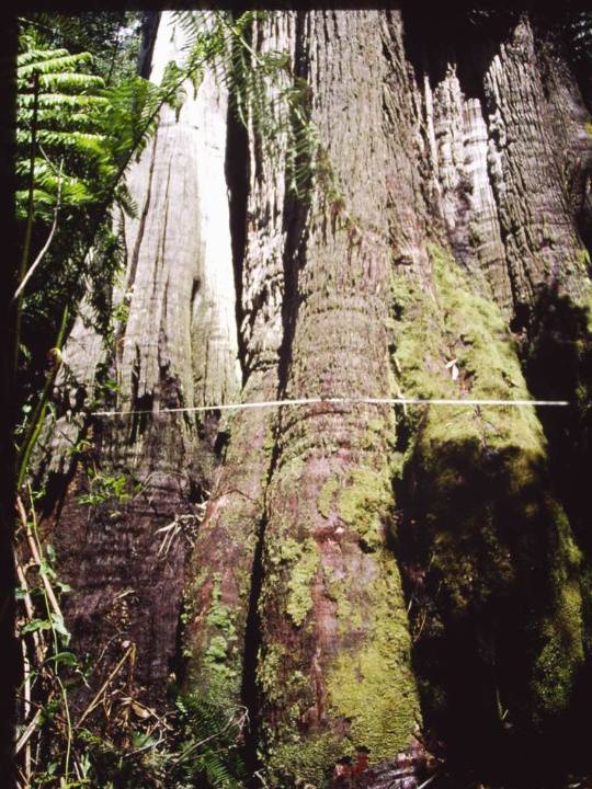 T11019 Eucalyptus obliqua