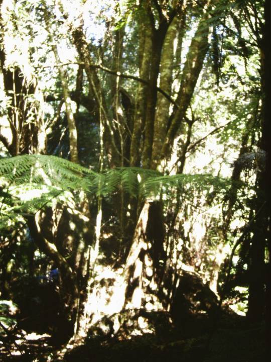 T11021 Eucalyptus moorei 