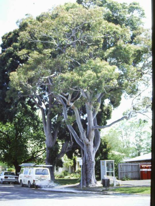T11024 Angophora costata 