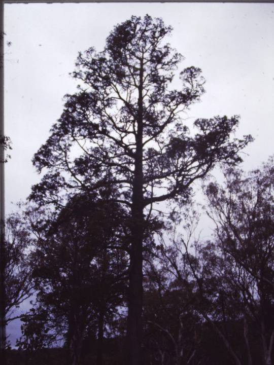 T11024 Callitris glaucophylla