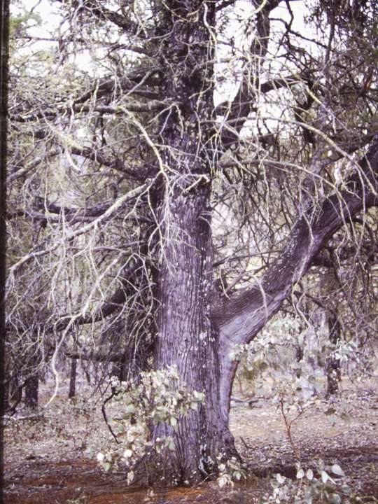 T11024 Callitris glaucophylla