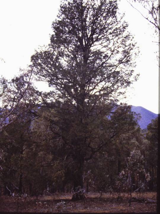 T11024 Callitris glaucophylla