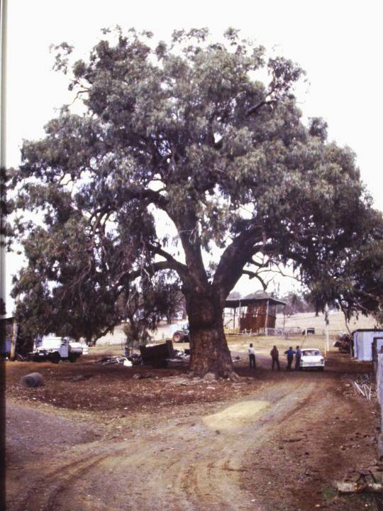 T11025 Eucalyptus bridgesiana