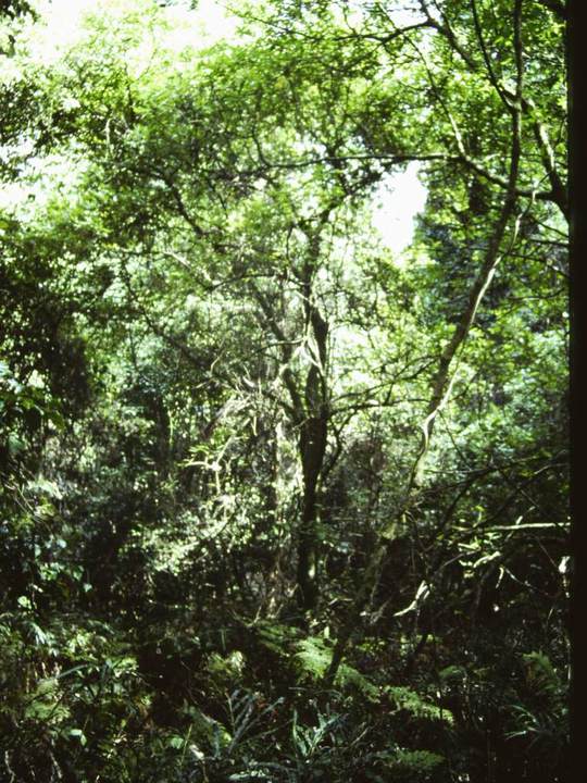 T11026 Ficus coronata