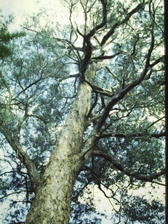 T11030 Eucalyptus melliodora Yalmy