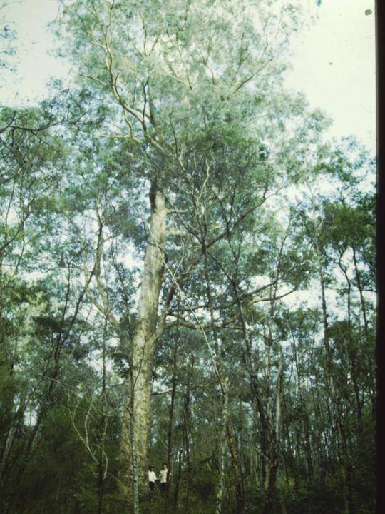 T11030 Eucalyptus melliodora Yalmy