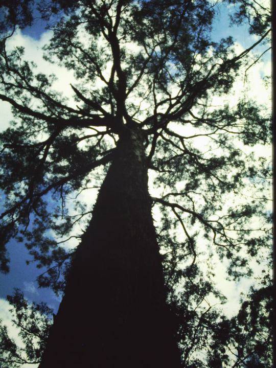 T11031 Eucalyptus melliodora 