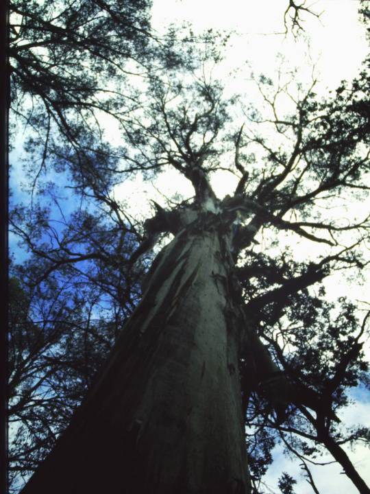 T11034 Eucalyptus regnans