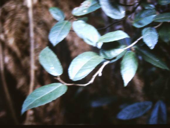 T11038 Ficus coronata 