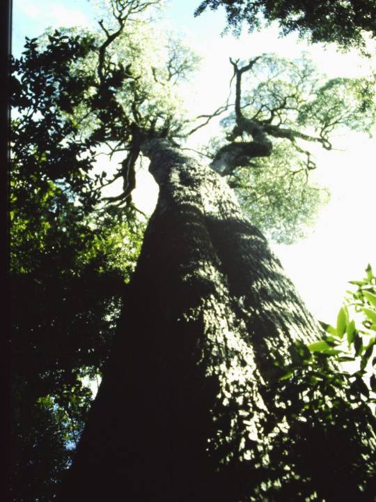 T11041 Acacia melanoxylon 