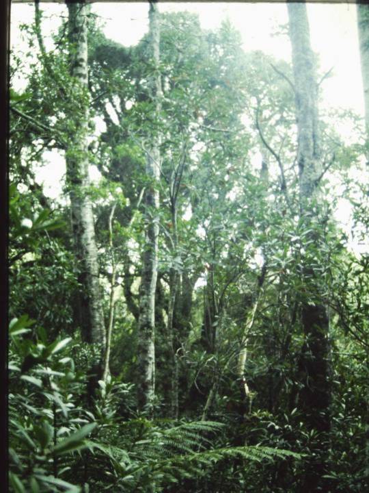 T11042 Podocarpus lawrencei