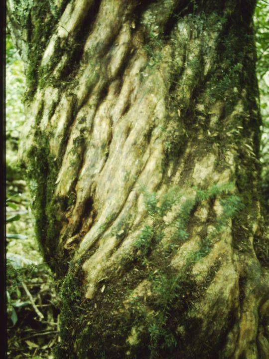 T11042 Podocarpus lawrencei