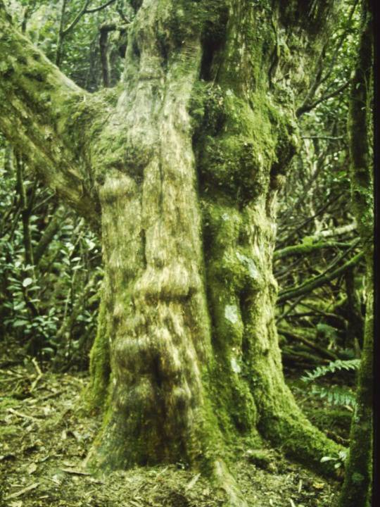 T11042 Podocarpus lawrencei