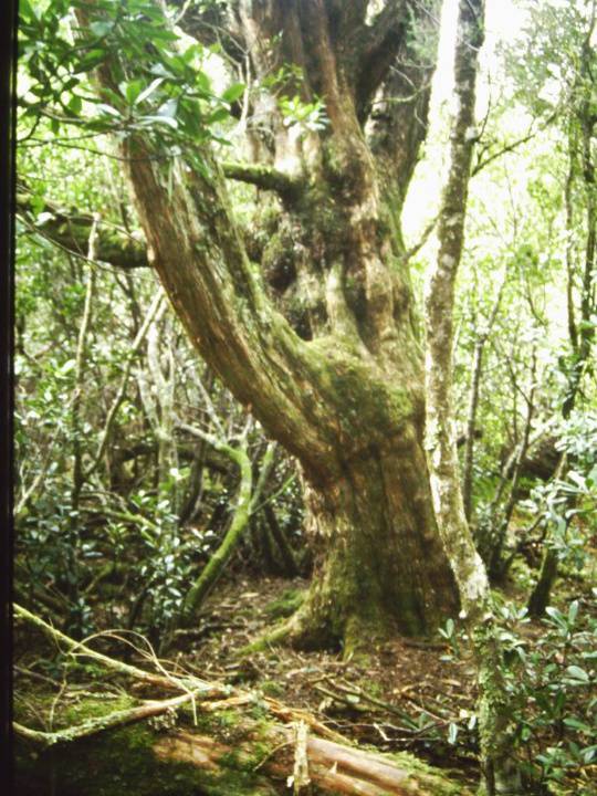 T11042 Podocarpus lawrencei