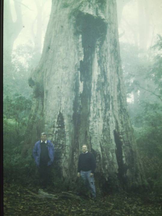 T11044 Eucalyptus delegatensis 