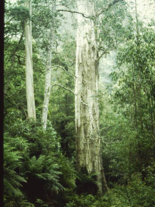 T11046 Eucalyptus denticulata