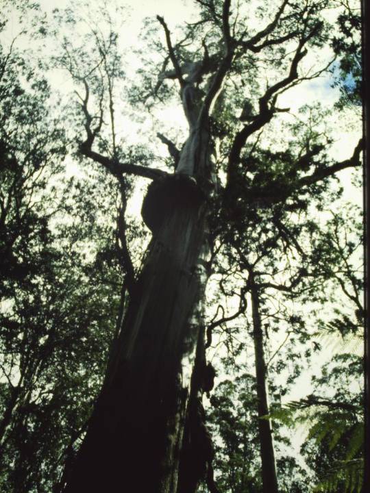 T11047 Eucalyptus regnans