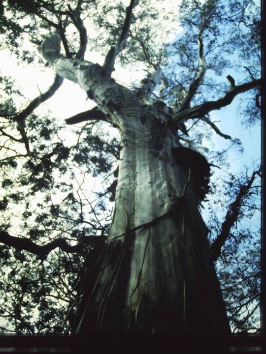 T11047 Eucalyptus regnans