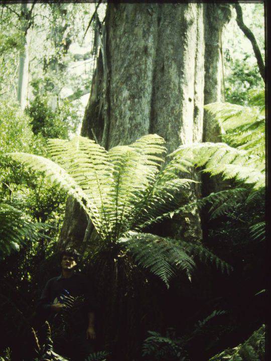 T11047 Eucalyptus regnans