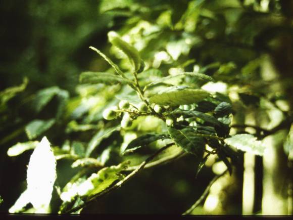 T11049 Elaeocarpus holopetalus