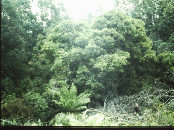 T11050 Notelaea ligustrina