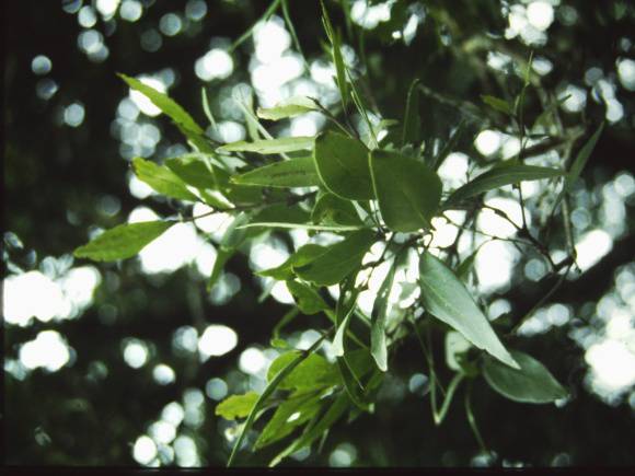 T11050 Notelaea ligustrina