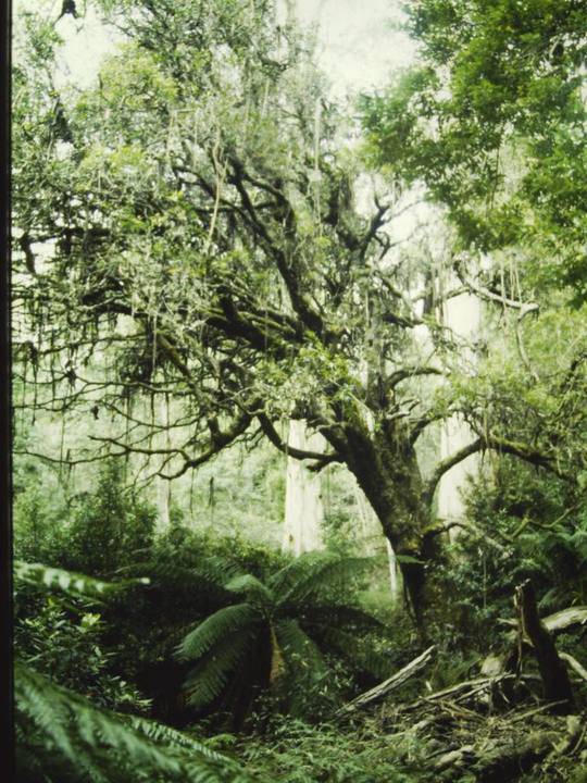 T11050 Notelaea ligustrina