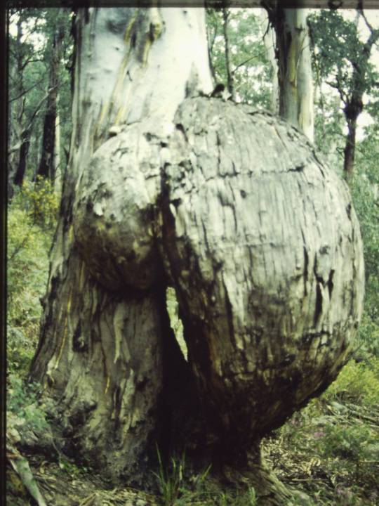 T11051 Eucalyptus cypellocarpa Bonang