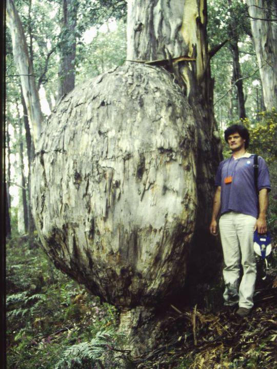 T11051 Eucalyptus cypellocarpa Bonang