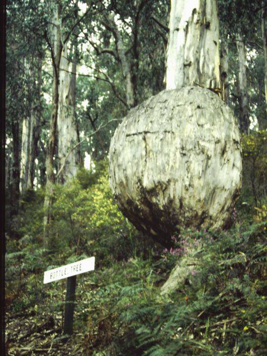 T11051 Eucalyptus cypellocarpa Bonang
