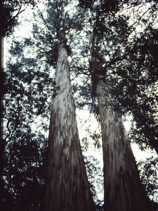 T11052 Eucalyptus denticulata