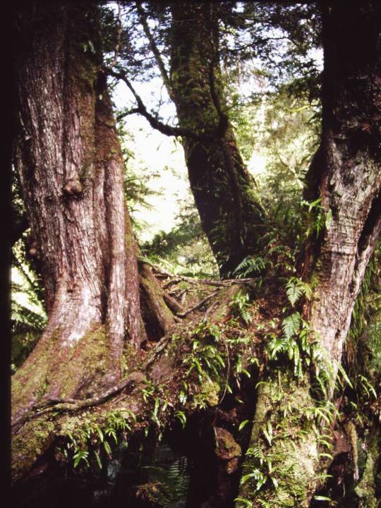 T11054 Nothofagus cunninghamii