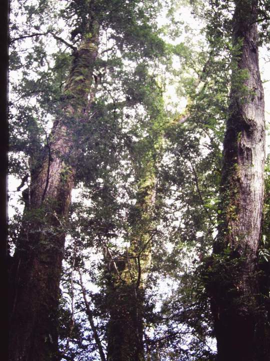 T11054 Nothofagus cunninghamii