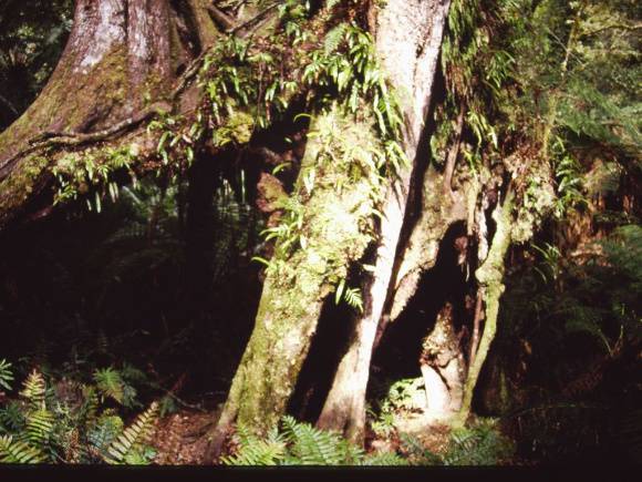 T11054 Nothofagus cunninghamii