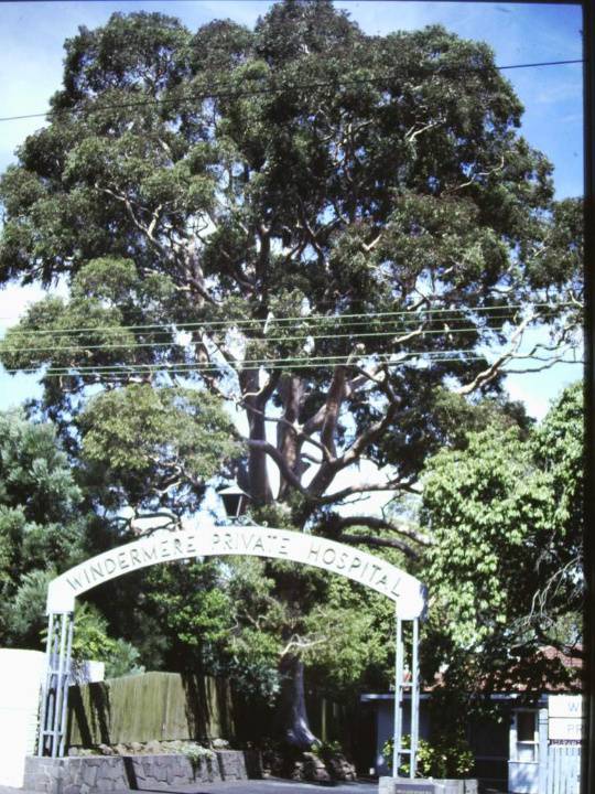T11074 Angophora costata