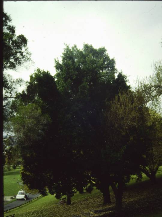 T11078 Cladastris sinensis