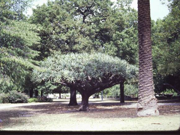 T11836 Dracaena draco