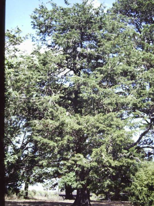 T11093 Hesperocyparis macnabiana