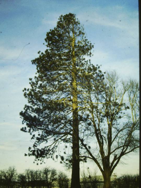 T11094 Pinus jeffreyii