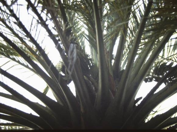 T11095 Phoenix canariensis