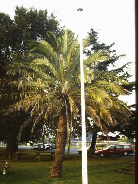 T11095 Phoenix canariensis