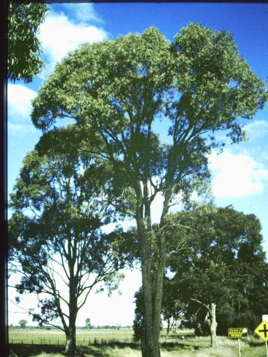 T11115 Eucalyptus Spp.